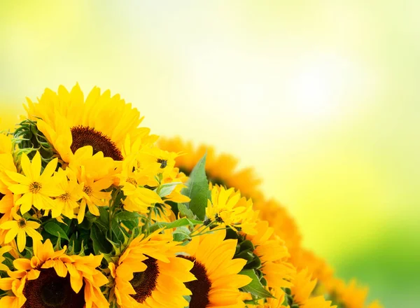 Sunflowers on white — Stock Photo, Image