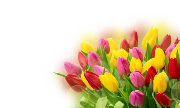 Bouquet de fleurs de tulipes fraîches — Photo