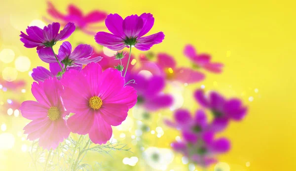 Cosmos fiori rosa — Foto Stock