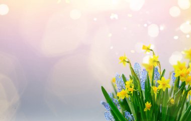 Sarı nergis çiçekleri