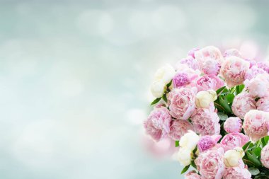 Taze şakayık çiçekleri