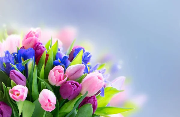 분홍빛과 보라색 튤립 꽃 — 스톡 사진