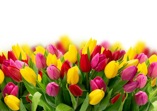 Bukett av färska tulpaner blommor — Stockfoto