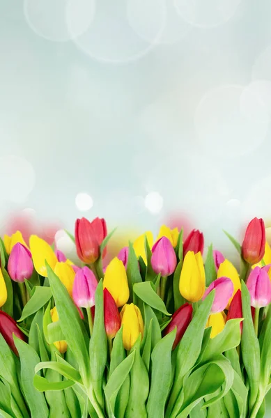 Flores de tulipanes rosados, amarillos y violetas — Foto de Stock