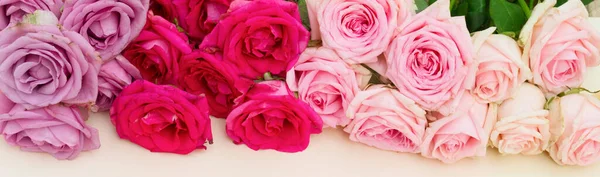 Fioletowe i różowe kwitnienie róż — Zdjęcie stockowe