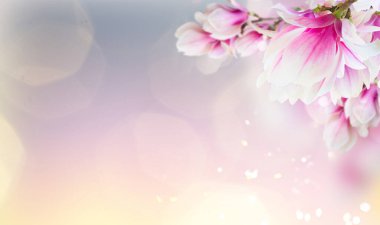 Pembe çiçek açması Manolya ağacı çiçek