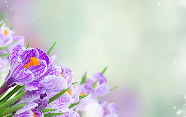 Violette krokusbloemen — Stockfoto