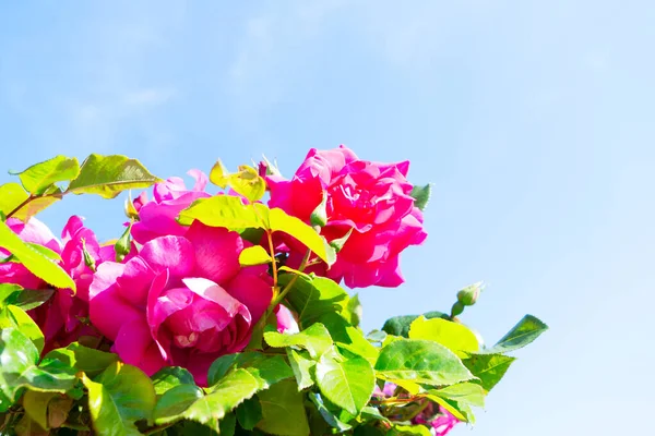 Jardim de verão com rosas — Fotografia de Stock