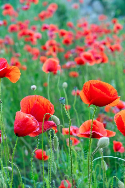 Campo de flores de amapola — Foto de Stock