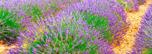 Sommerfeld Lavendel — Stockfoto