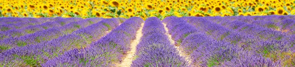 Lavendelfeld-Banner — Stockfoto