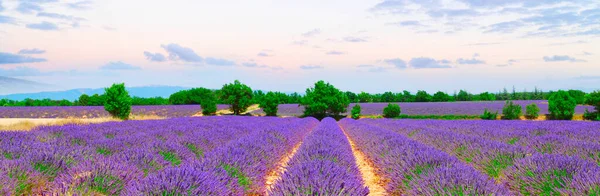 Lavendelblütenfeld — Stockfoto