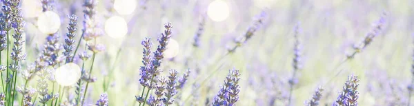 Lavender field at summer — Stock Photo, Image