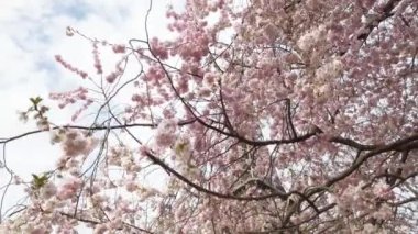 Eiffel turu ve Trocadero, Paris 'ten