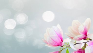 Çiçek açması pembe Manolya çiçek