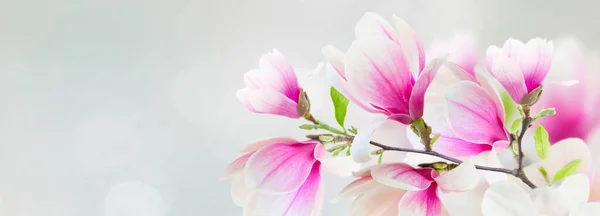 Florecimiento de magnolia rosa Flores —  Fotos de Stock