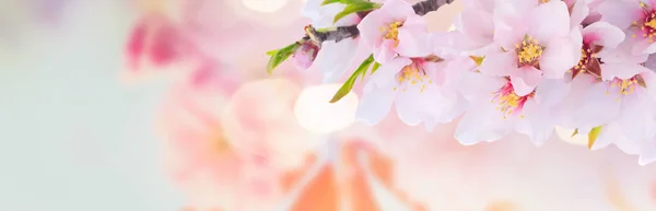 Almond tree bloom — Stock Photo, Image