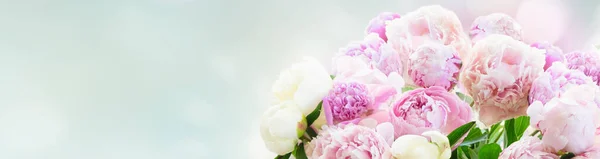 Fresh peony flowers — Stock Photo, Image