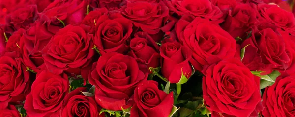 Red blooming roses — Stock Photo, Image