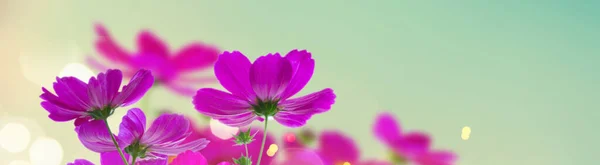 Cosmos flores rosadas —  Fotos de Stock