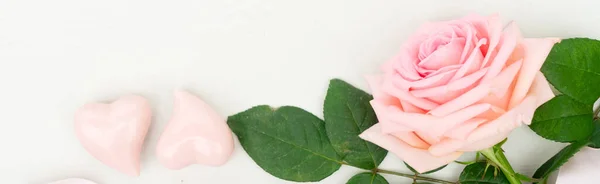 Frische Rosenblüten — Stockfoto