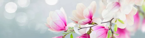 Fioritura magnolia rosa Fiori — Foto Stock