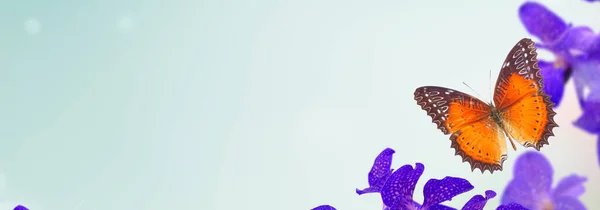푸른 난초 떼 — 스톡 사진
