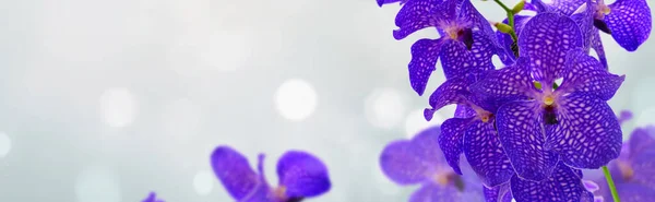 Ett gäng blå orkidéer — Stockfoto