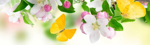 ツリーの春の花 — ストック写真