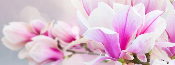 Цветущие розовые магнолии — стоковое фото