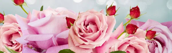 Roze bloeiende rozen — Stockfoto