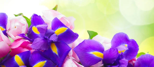 Iris bleus et tulipes de brochet — Photo