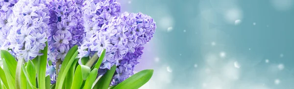 Hyacinth färska blommor — Stockfoto