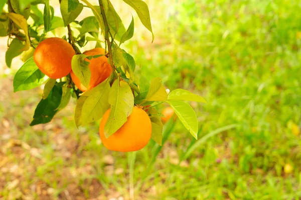 Ogród Pomarańczowy Pomarańczową Gałązką Soller Mallorca — Zdjęcie stockowe