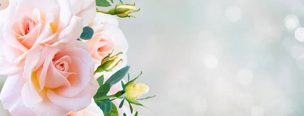 Ροζ Μπουμπούκι Ανθίζοντας Τριαντάφυλλο Στον Κήπο Τριανταφυλλιές Φώτα Bokeh Αντίγραφο — Φωτογραφία Αρχείου