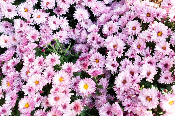 Flores Outono Natural Fundo Tons Rosa Roxo Claro Com Mães — Fotografia de Stock
