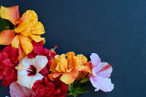 Flores Frescas Hibisco Amontonadas Sobre Fondo Negro Con Espacio Para — Foto de Stock