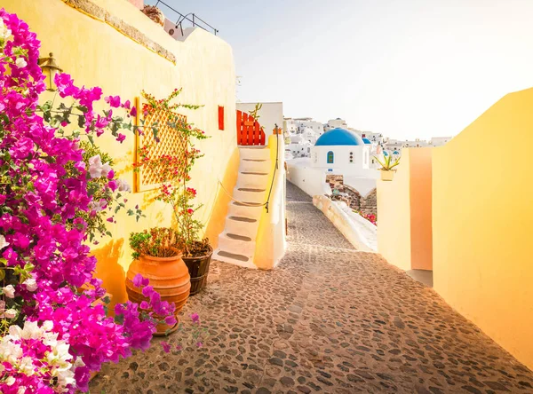 Ulice Oia Tradiční Bílá Řecká Vesnice Santorini Květinami Řecko — Stock fotografie
