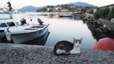 Korfu Yunanistan, Kanoni koyunda oturan tipik Yunan kedisi