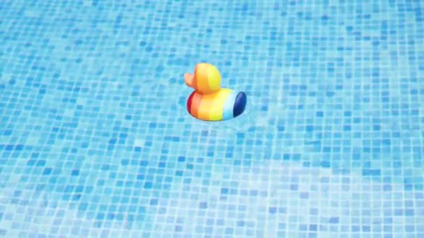 Canard Caoutchouc Couleur Arc Ciel Flottant Dans Piscine Concept Lbgt — Video