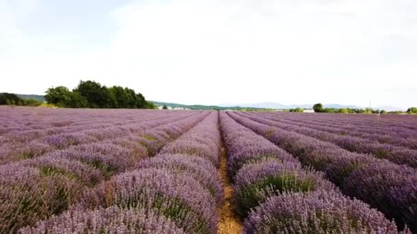 Walking Endless Fresh Lavender Field Rows Pov Shot France – Stock-video