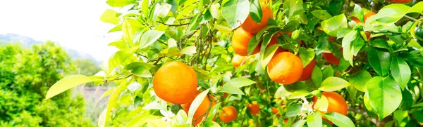 Jardin Orange Avec Frites Orange Soller Mallorca Bannière Web — Photo