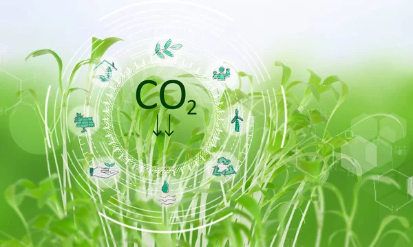 Зеленые Растущие Капусты Углеродно Нейтральная Концепция Бизнеса Климат Положительный Чистый — стоковое фото
