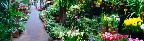 Paris Flower Market Fresh Flowers Pots Cite Island Paris France —  Fotos de Stock