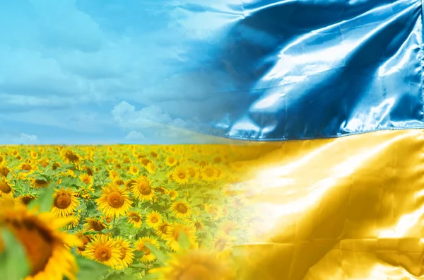 Соняшникове Поле Під Синім Небом Украніанським Прапором Символом Украніану — стокове фото