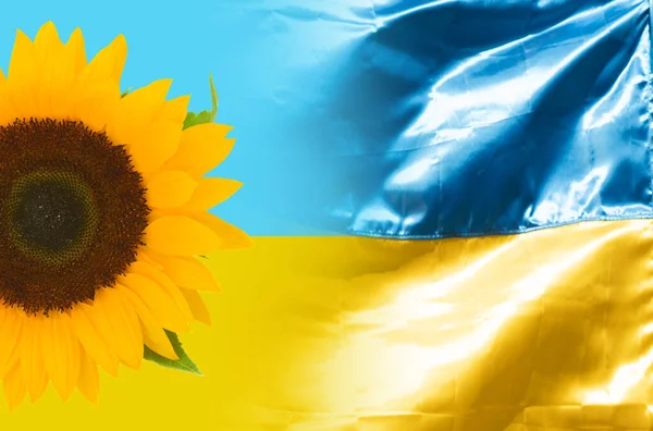 Sunflower Blue Sky Ukranian Flag Symbol Ukraniane — Stock fotografie