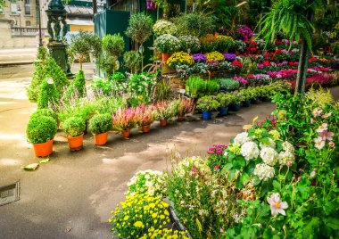 Paris çiçek pazarı. Cite Adası 'nda saksıları var. Paris Fransa' da güneş ışığı var.