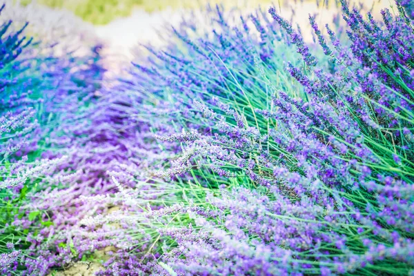 Flores Lavanda Florescendo Campo Perto Provence França Tonificado — Fotografia de Stock