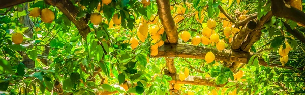 Fruits Lemon Garden Sorrento Summer Retro Toned Web Banner — 스톡 사진