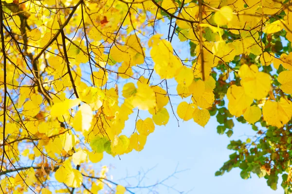 Yellow Green Fall Tree Foliage Background — Stock Photo, Image